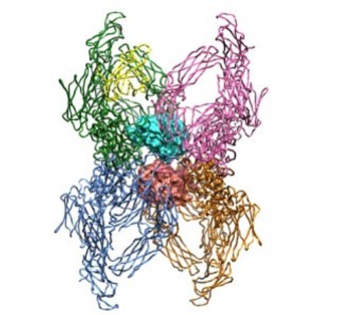 Альфа 2 макроглобулин. А2 макроглобулин. Alpha-2-Macroglobulin. А2-макроглобулин структура. C3 макроглобулин.